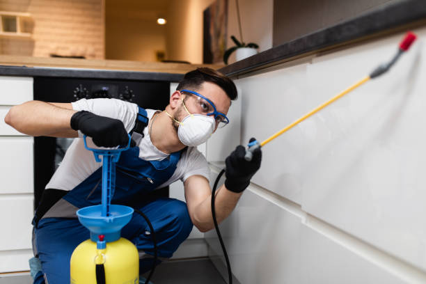 Best Ant Control Services  in Poplar Bluff, MO