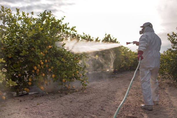 Best Ant Control Services  in Poplar Bluff, MO