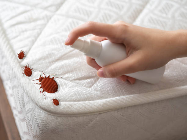 Best Wasp Removal Services  in Poplar Bluff, MO