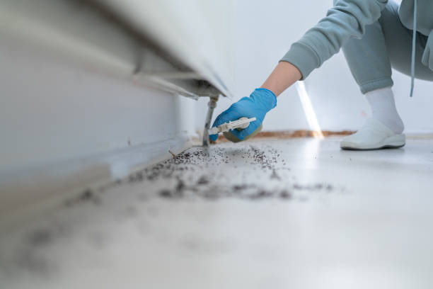 Best Residential Pest Control  in Poplar Bluff, MO